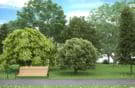 آبجکت درخت تری دی مکس ویری