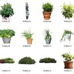 دانلود آبجکت درخت گل گیاه فضای سبز Dosch Design 2D Viz-Images Plants