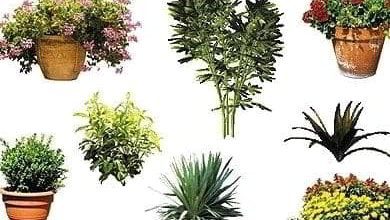 دانلود آبجکت درخت گل گیاه فضای سبز Dosch Design 2D Viz Images Plants