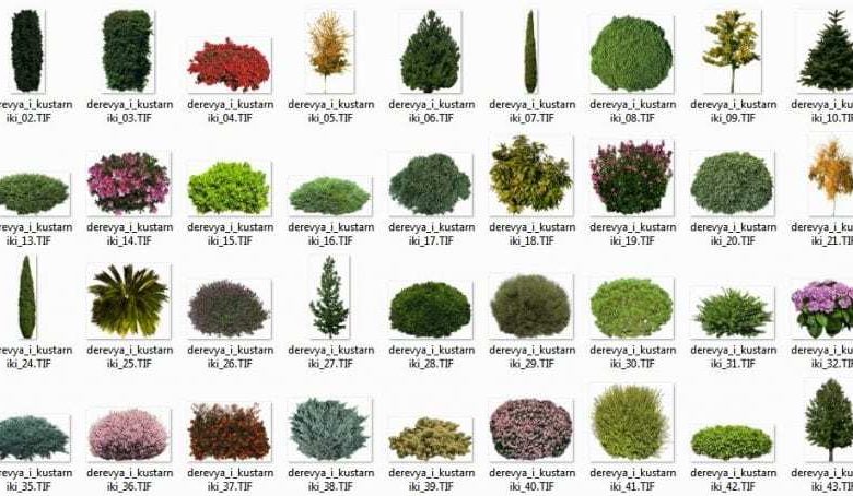 دانلود رایگان تکسچر تصاویر دو بعدی درخت بوته از نمای روبه رو فتوشاپ Imagecels Trees Shrubs Transparent Background