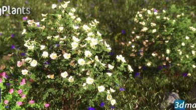 بهترین پکیج آبجکت درخت و گل گیاه (دو بعدی - سه بعدی) XfrogPlants