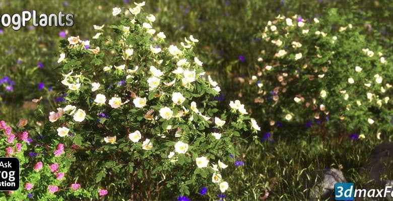 بهترین پکیج آبجکت درخت و گل گیاه (دو بعدی - سه بعدی) XfrogPlants