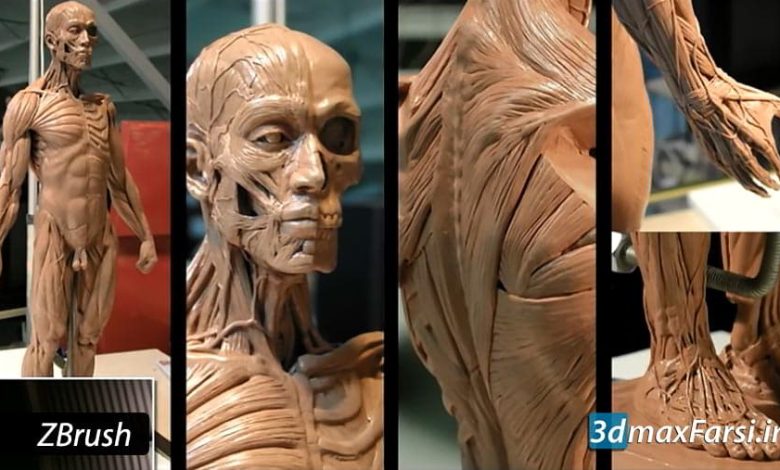 آموزش حجاری آناتومی بدن انسان نرم افزار زیبراش ZBrush