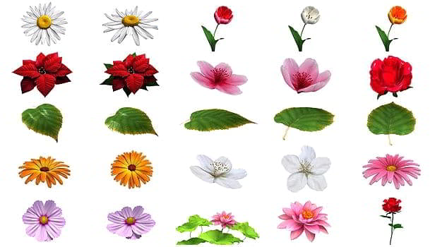 پروژه آماده افتر افکت اجزای گل گیاه سبزه videohive Flower Elements