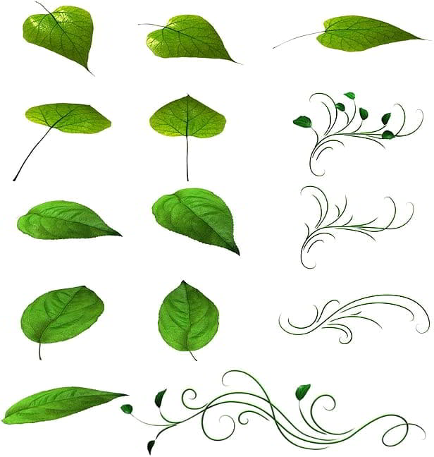 دانلود پروژه آماده انیمیشن اجزای گل گیاه videohive : 108 Flower Elements