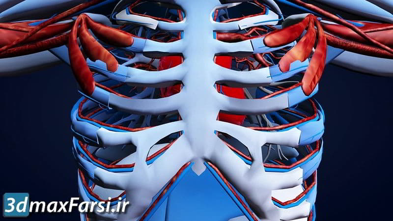 دانلود موشن گرافیک پزشکی قفسه سینه انسان 3d Rotating Anatomical Human Model