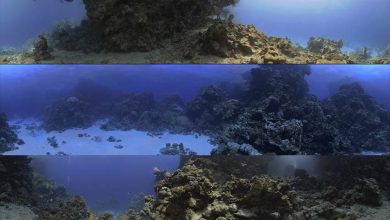 دانلود تصاویر hdri محیط طبیعی زیر آب DOSCH HDRI: Underwater