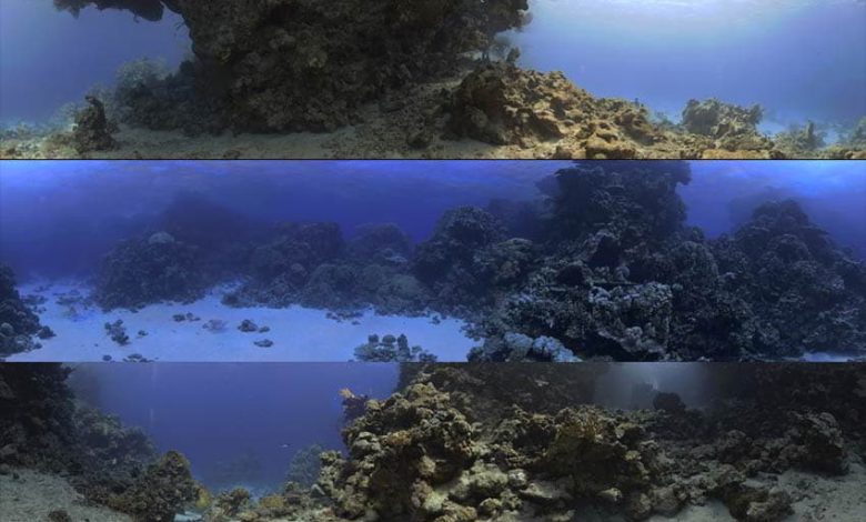 دانلود تصاویر hdri محیط طبیعی زیر آب DOSCH HDRI: Underwater