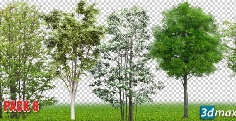 دانلود تکسچر درخت نازک برای فتوشاپ Cut out Vegetation Trees