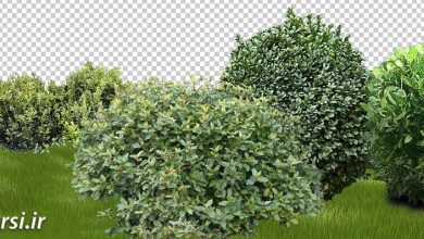 دانلود تکسچر بوته گل فتوشاپ فرمت پی ان جی PNG