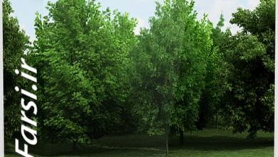 دانلود درخت سبز با کیفیت بالا CGAxis Models Volume 5 Trees