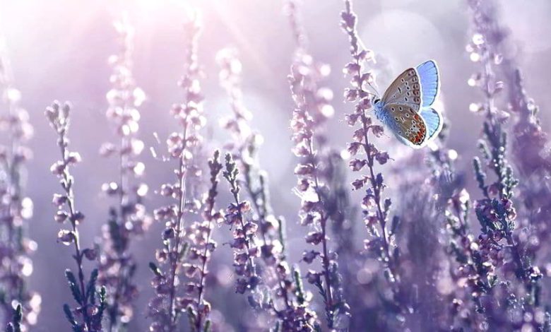 آموزش فتوشاپ لایت روم Lynda – Using Lightroom and Photoshop Together