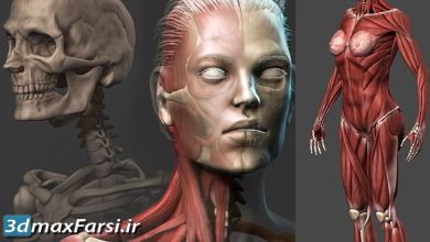 آموزش زیبراش Udemy – Female Anatomy Sculpting in Zbrush
