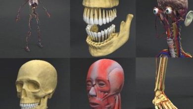 مدل سه بعدی آناتومی بدن انسان Dosch 3D: Human Anatomy