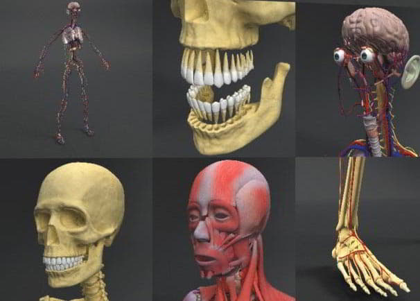مدل سه بعدی آناتومی بدن انسان Dosch 3D: Human Anatomy