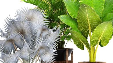 مدل سه بعدی گل و گیاه TurboSquid – 3D Collection of tropical plants