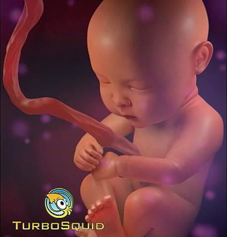 دانلود آبجکت و مدل سه بعدی جنین انسان TurboSquid – Human Fetus