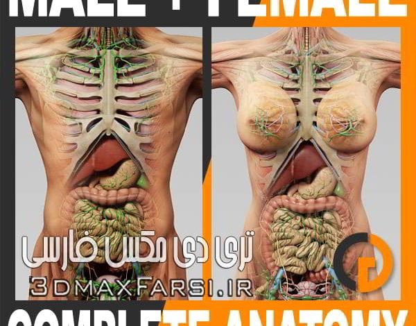 دانلود مدل آناتومی بدن انسان سینمافوردی TurboSquid – human male and female complete anatomy for c4d