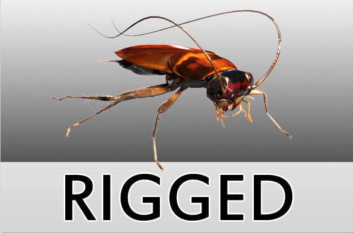 مدل سه بعدی حشرات تری دی مکس cgtrader – Cockroach Rigged 3D model
