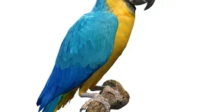 مدل سه بعدی طوطی تری دی مکس + ویری Blue and Gold Macaw Parrot