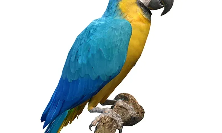 مدل سه بعدی طوطی تری دی مکس + ویری Blue and Gold Macaw Parrot