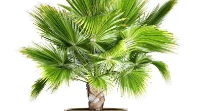 مدل سه بعدی درخت نخل تزئینی تری دی مکس + ویری Brahea edulis 2