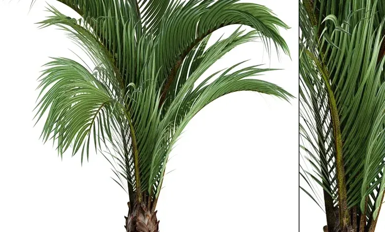 دانلود 3dsky – Hedyscepe canterburyana