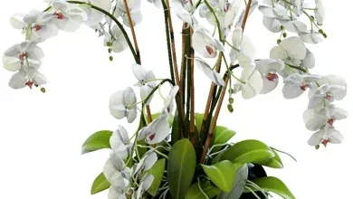 دانلود 3dsky – Orchid 2