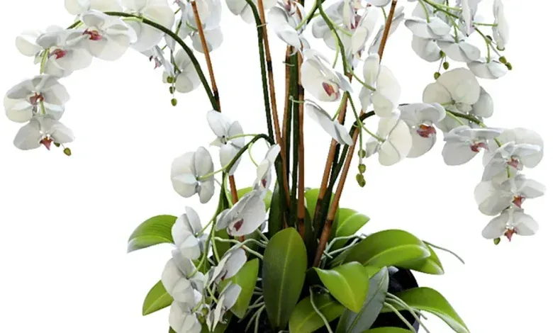 دانلود 3dsky – Orchid 2