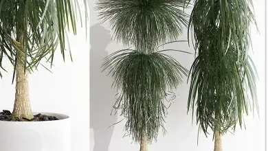 دانلود 3dsky – PLANTS 212