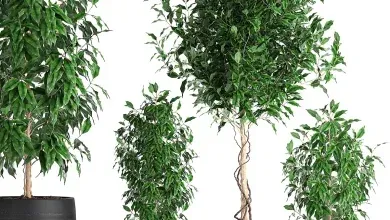 مدل سه بعدی درختچه آپارتمانی تری دی مکس 3dsky
