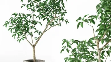 دانلود 3dsky - Small tree in pot - Indoor