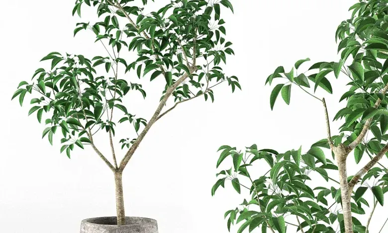 دانلود 3dsky - Small tree in pot - Indoor