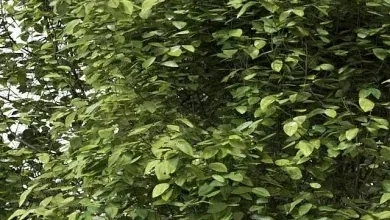دانلود 3dsky – Trees 2