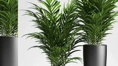 دانلود 3dsky – PLANTS 137