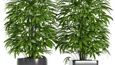 دانلود 3dsky – PLANTS 147