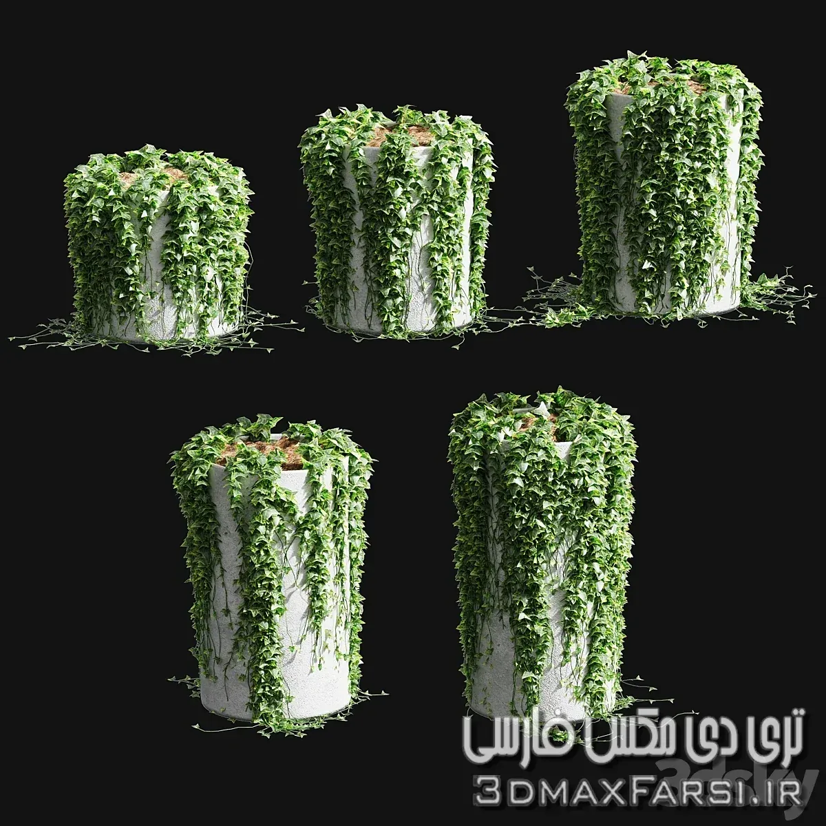 مدل سه بعدی درخت پیچک تری دی مکس 3dsky – Ivy in round tubs