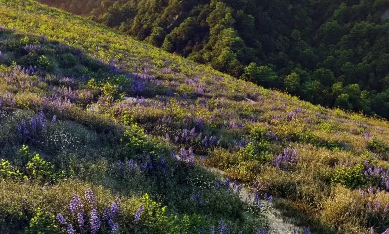 Maxtree – Plant Models Vol. 54