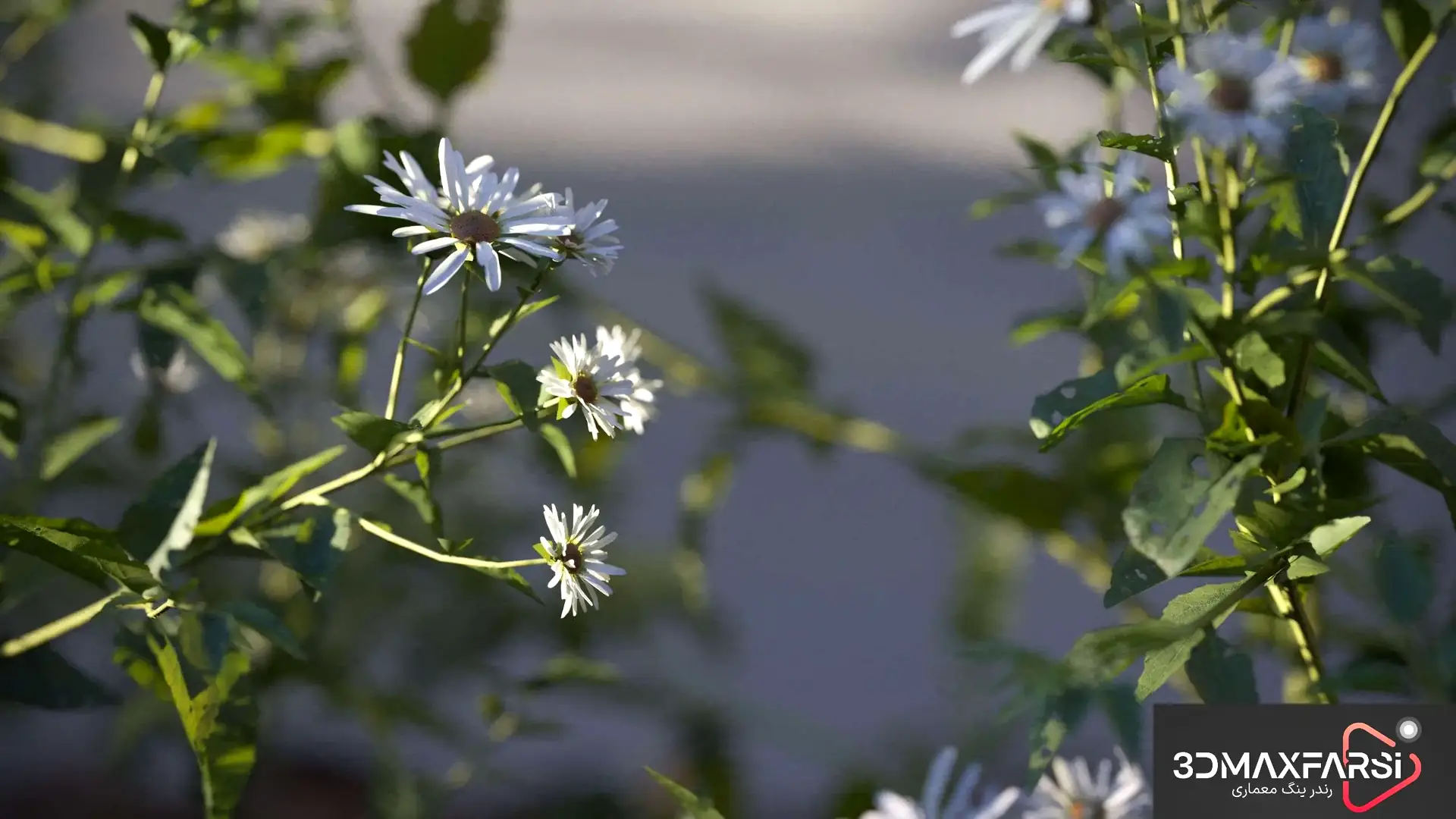 مجموعه آبجکت سه‌بعدی گیاه – Maxtree Plant Models Vol 105