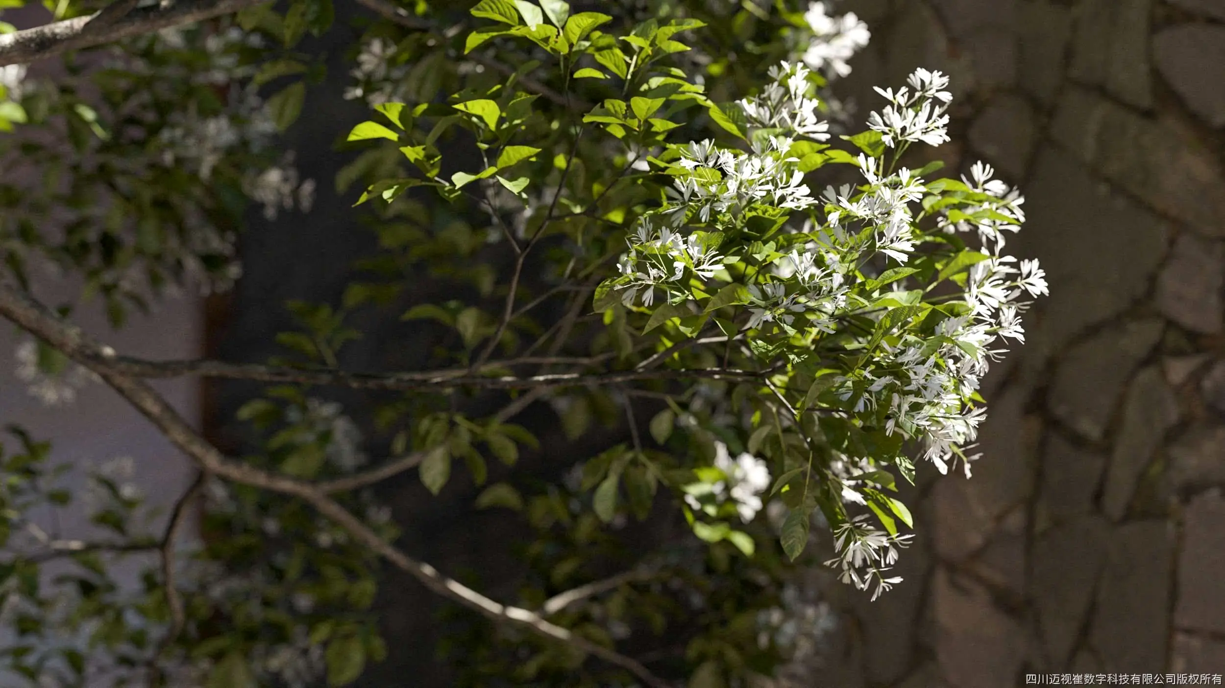 گیاهان سه‌بعدی حرفه‌ای – Maxtree Plant Models Vol 106