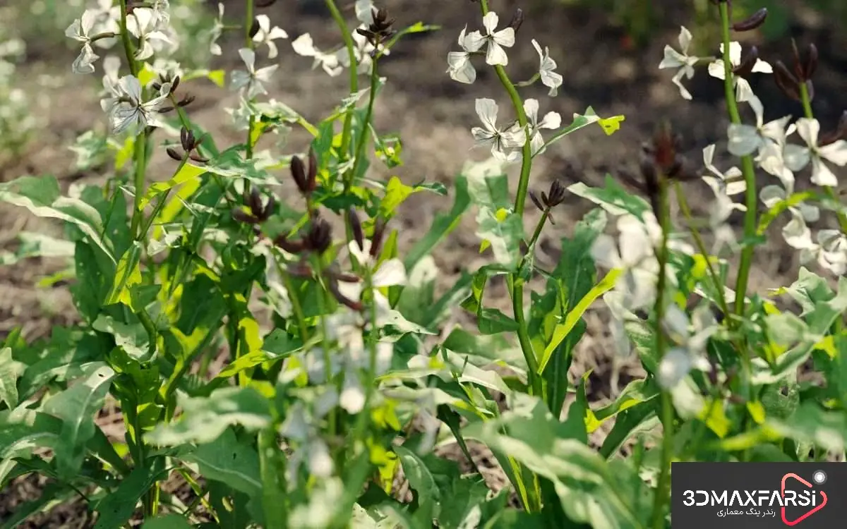 مجموعه گیاهان 3D حرفه‌ای – Plant Models Vol 93